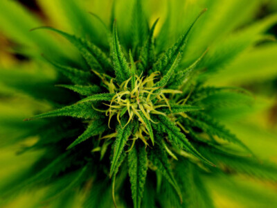 marihuana-legalizacion-mexico-despenalizada-salazar-viniegras-lazaro-cardenas-drogas-