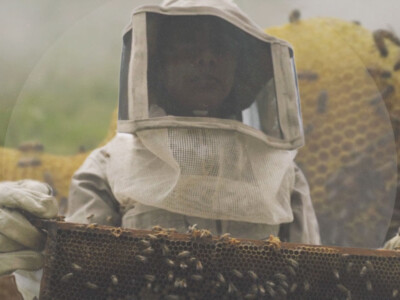 abejas mexicanas, estudiantes apicultores, miel mexicana