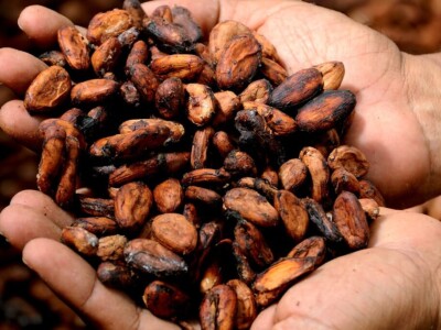 chocolate-mexicano-desapareciendo-documental-cacao-beneficios-sagrado