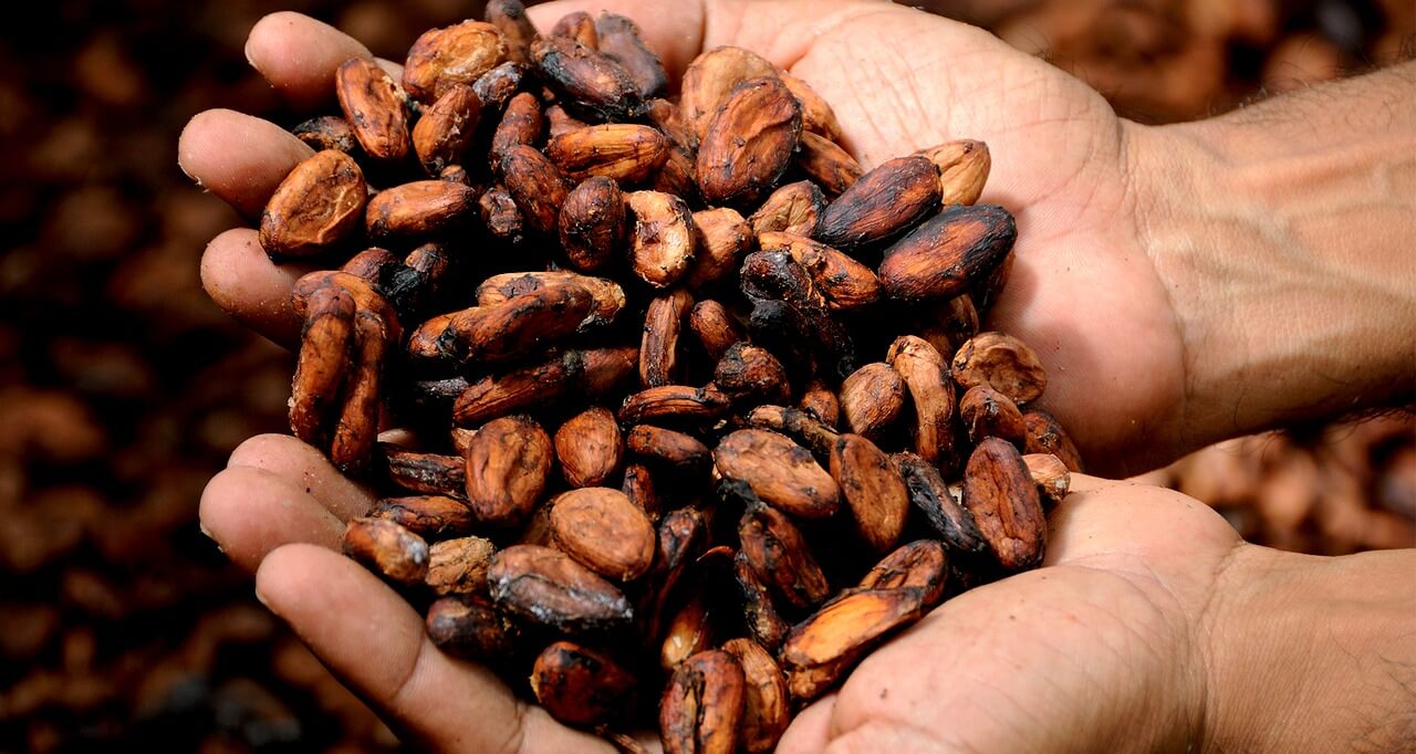 chocolate-mexicano-desapareciendo-documental-cacao-beneficios-sagrado
