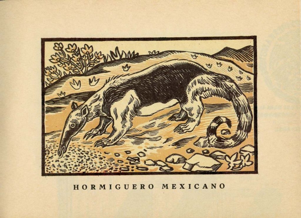 album-animales-mexicanos-fernandez-ledesma-endemicos-nombres-indigenas