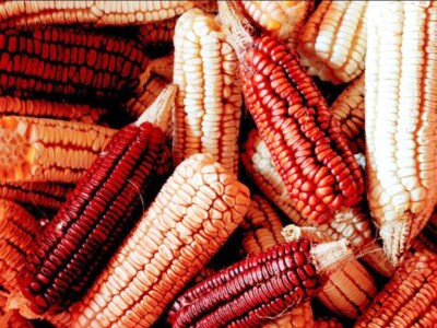 mexico-campesinos-campo-agricultura-maiz-nativo