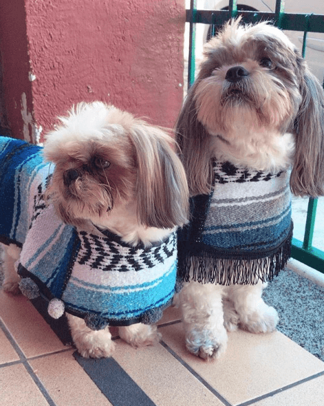 mexico-artesanias-accesorios-perros-mascotas-jorongos-guaguarongos