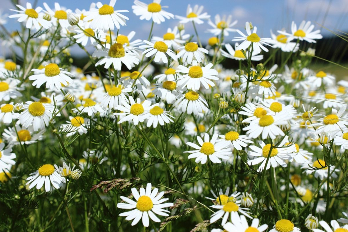5 plantas medicinales para tus “achaques” contemporáneos - Más de México