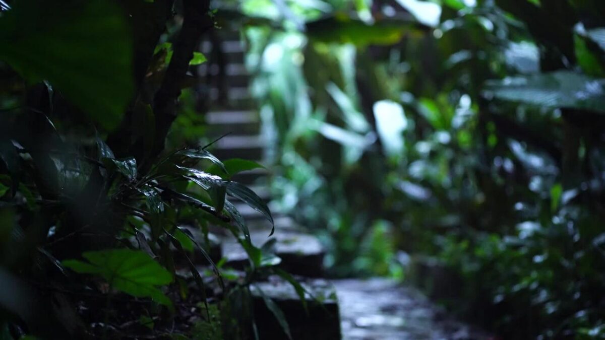 xilitla-las-pozas-edward-james-jardin-surrealista-mexico