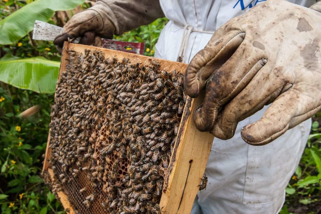 ruta-de-la-miel-tlaxcala-ecoturismo-viajes-abejas-apicultura