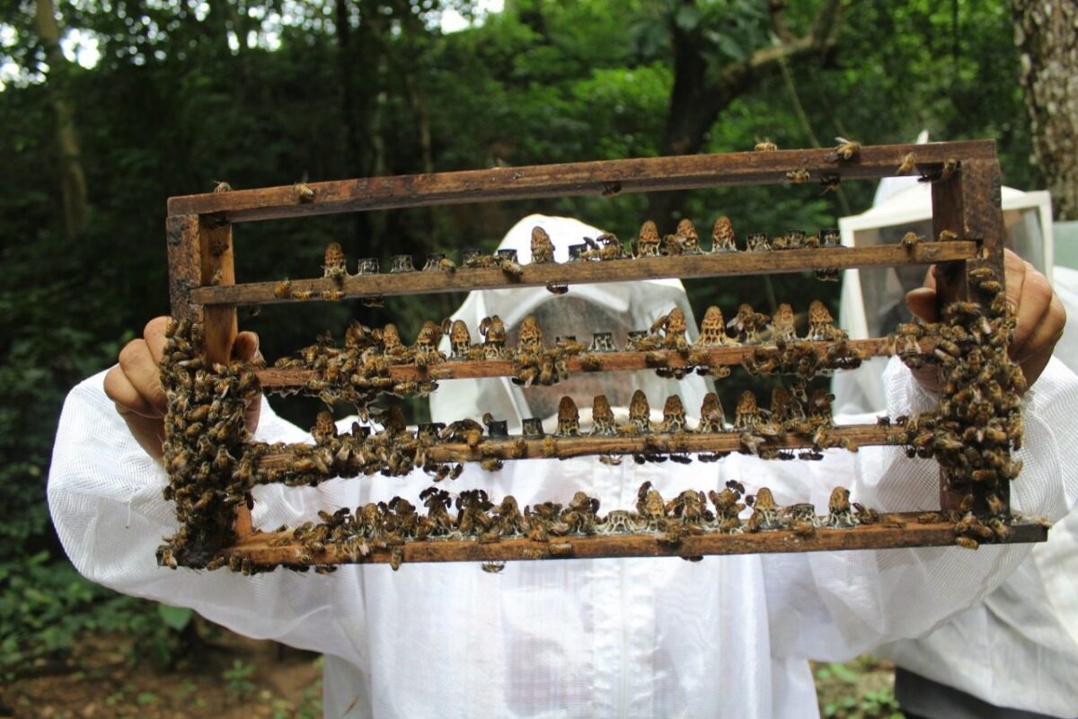 ruta-de-la-miel-tlaxcala-ecoturismo-viajes-abejas-apicultura