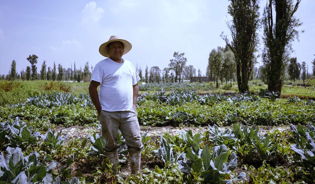 mexico-canasta-organica-domicilio-chinampas-agricultura-mercado-organicos