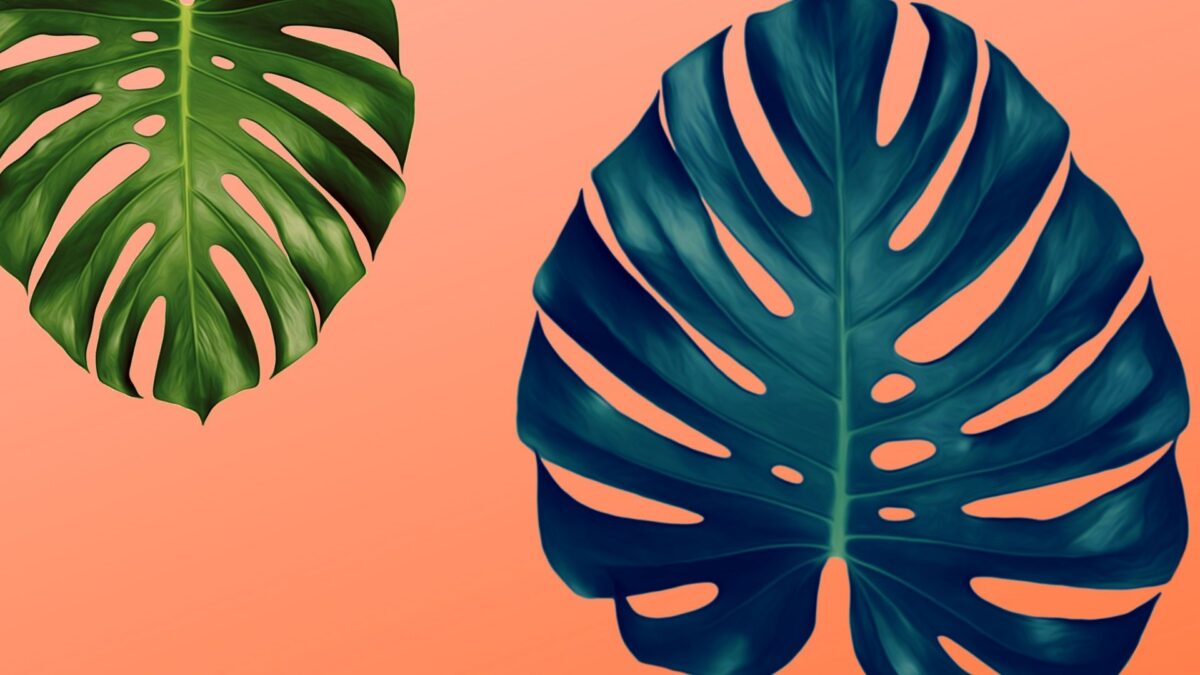 monstera-deliciosa-planta-mexicana-diseno-internacional
