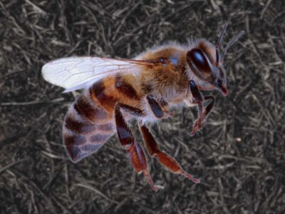 abejas-mexico-extincion-mexicanas