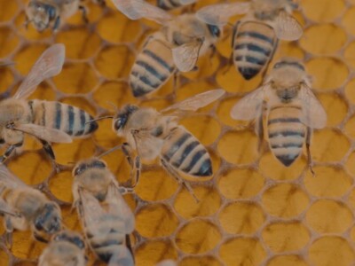 abejas-mexicanas-miel-polinizacion-crisis-ambiental-video