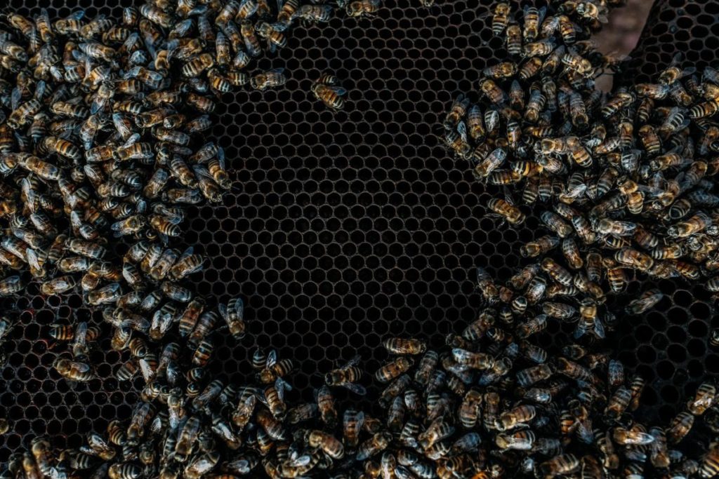 abejas-mexicanas-miel-polinizacion-crisis-ambiental-video