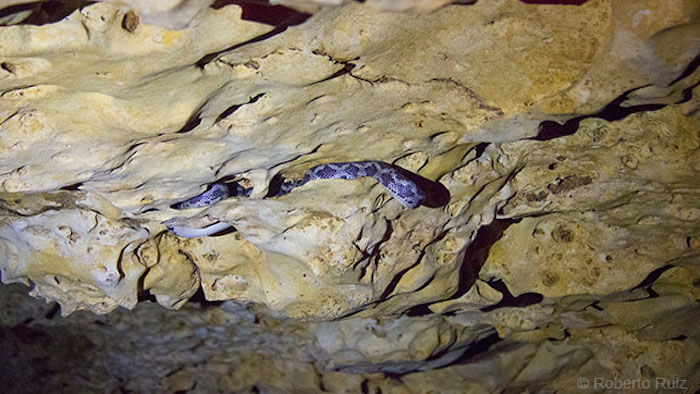yucatan-cueva-serpientes-colgantes-visitar-viajar