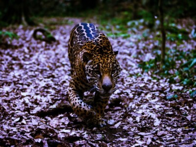 nina-activista-mexicana-rescate-jaguar-huasteca