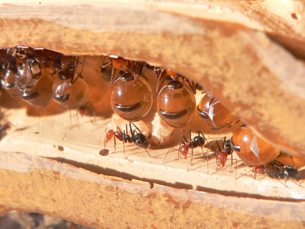 hormigas-mieleras-mexicanas-miel