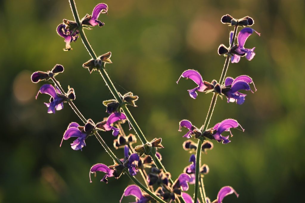 Salvia Divinorum: Fantástica Planta Sagrada Mexicana - Más De México