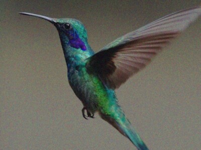 unam-jardines-colibries-colibri-cdmx-polinizadores