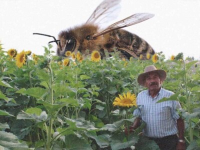 campo de girasoles, salvar abejas, campo oaxaca
