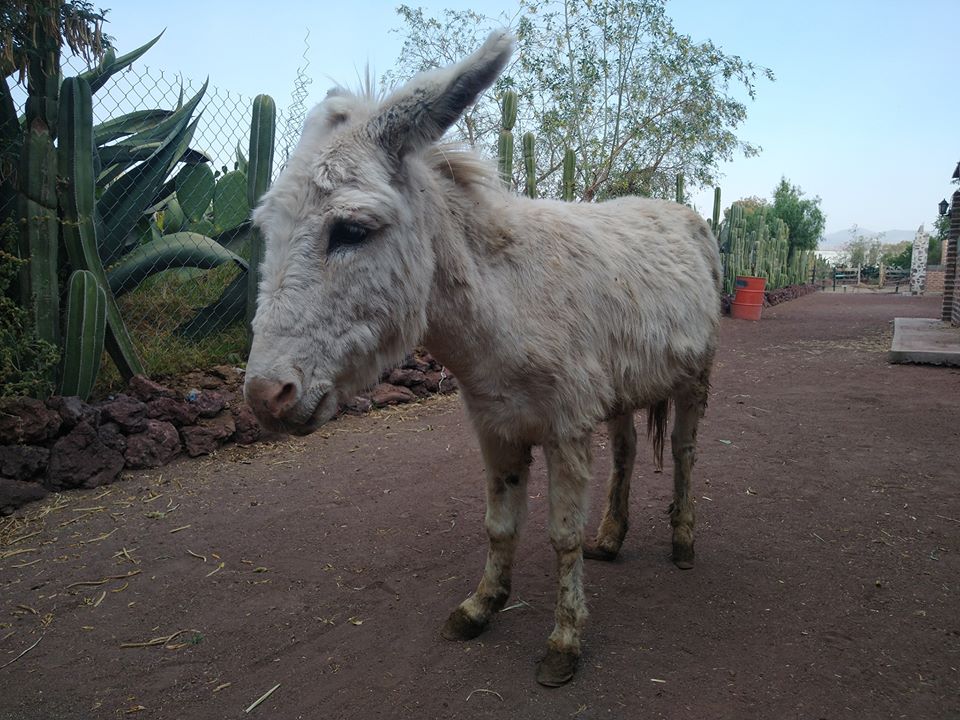 burro-mexicano-burrolandia-conservacion