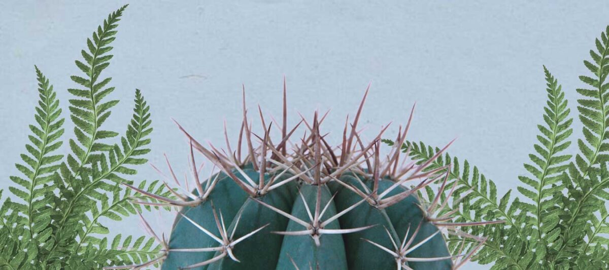 plantas-peligro-extincion-suculentas