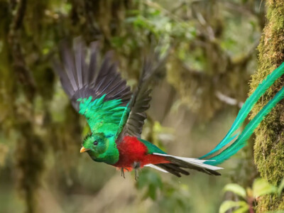 quetzal-ave-pajaro-mexico