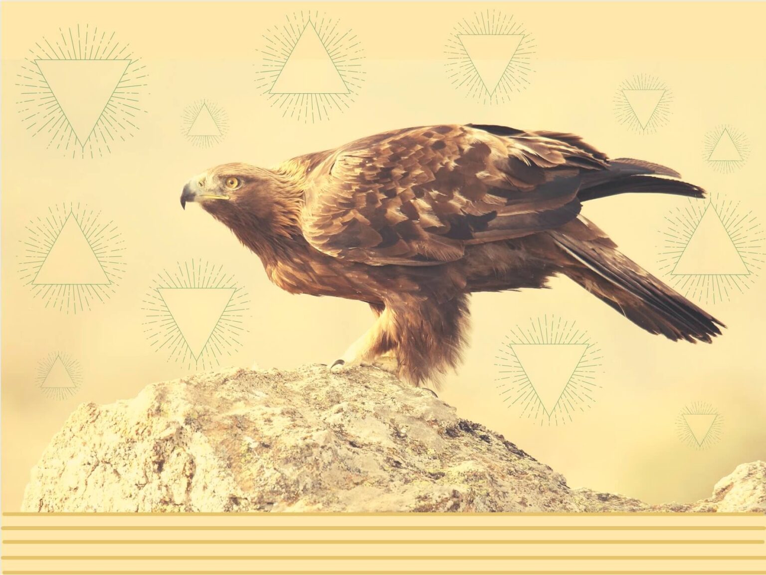 guila Real Un S mbolo Patrio En Peligro De Extinci n que Podr a guila-real-un-s-mbolo-patrio-en-peligro-de-extinci-n-que-podr-a