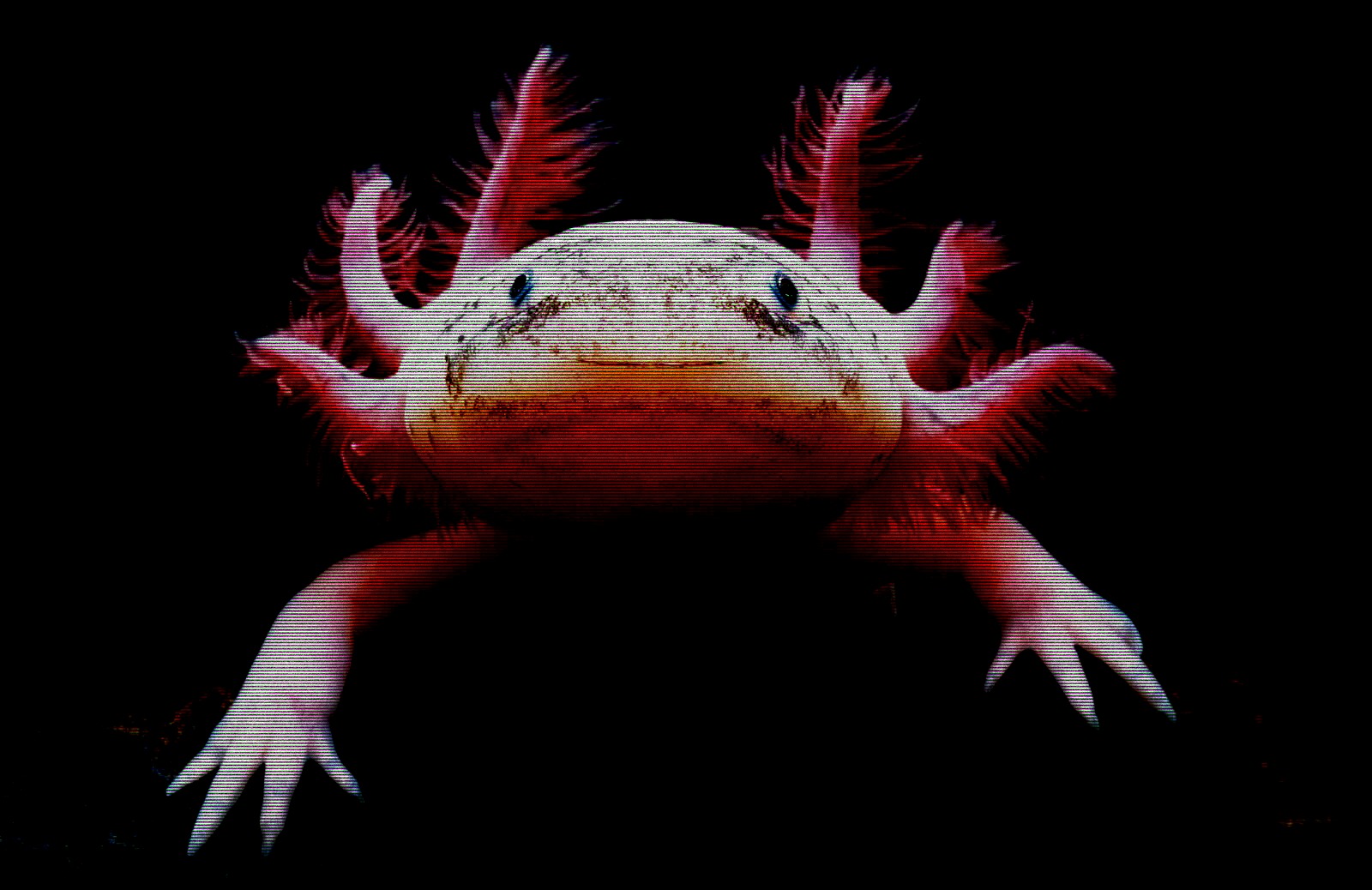 Albergue del Axolote un santuario para los mágicos monstruos de agua