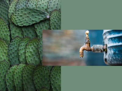 nopal-purificacion-agua-inventos-mexicanos