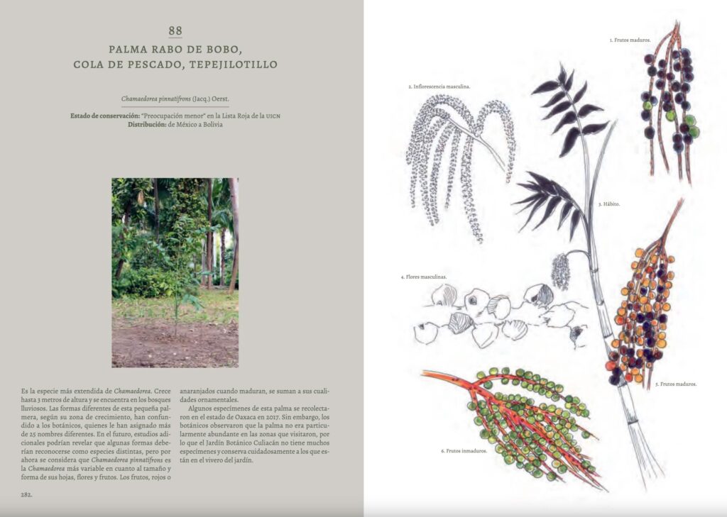coleccion-palmas-jardin-botanico-culiacan-palmeras-mexico-conservacion-especies
