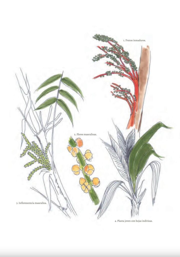 palmas-mexicanas-palmeras-jardon-botanico-culiacan-libro-conservacion